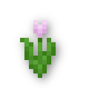 Pink Tulip